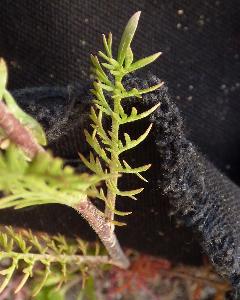 Lepidium perfoliatum (2)