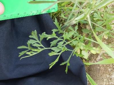 Lepidium sativum (1)