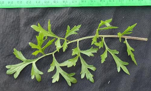 Lepidium sativum (2)