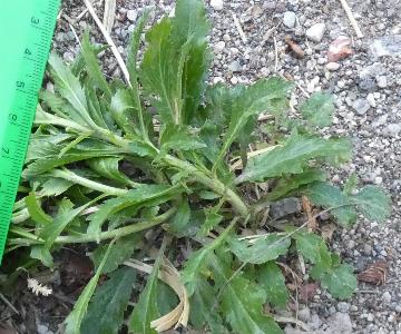 Lepidium virginicum (1)