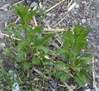 Lepidium virginicum (2)