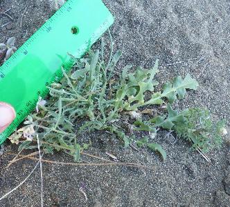 Matthiola longipetala (1)