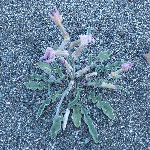 Matthiola longipetala (2)