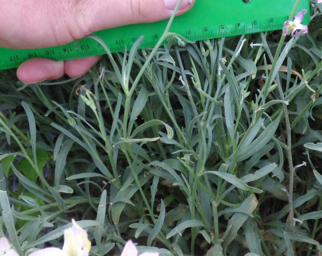 Matthiola longipetala ssp bicornis -  select me for a larger image
