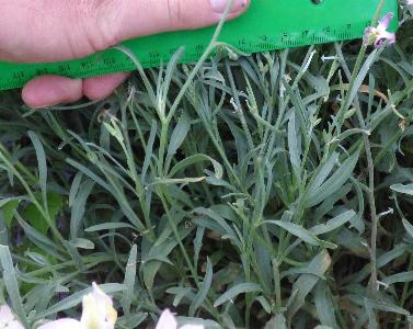 Matthiola longipetala ssp bicornis