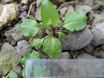 Microthlaspi perfoliatum