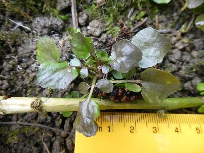 Nasturtium officinale