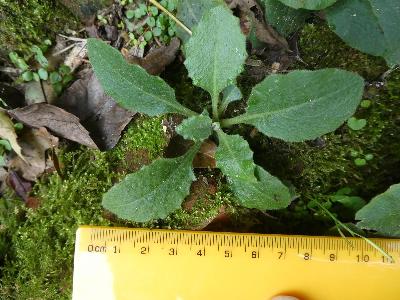 Pseudoturritis turrita