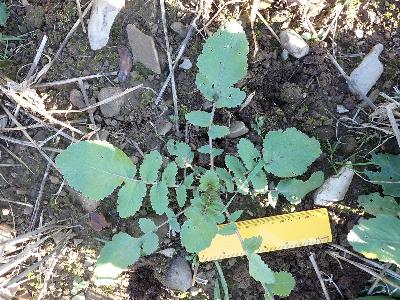 Raphanus  raphanistrum ssp raphanistrum