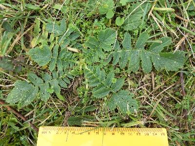 Raphanus raphanistrum ssp maritimus