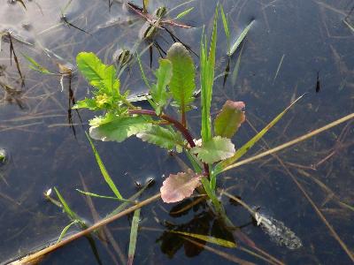 Rorippa islandica (1)