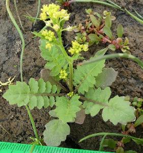 Rorippa islandica (2)