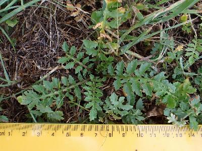 Rorippa sylvestris (1)