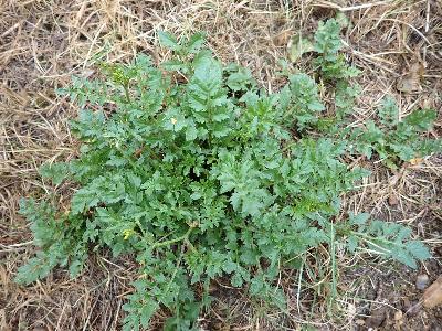 Rorippa sylvestris (2)