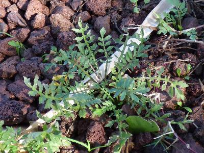 Rorippa sylvestris (3)