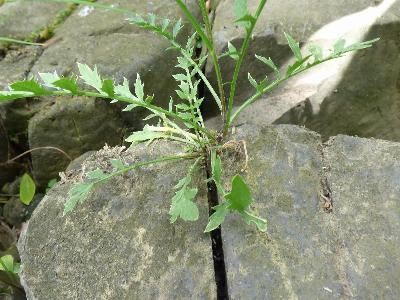 Rorippa sylvestris (4)