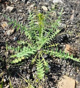 Sisymbrium altissimum