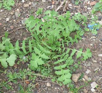 Sisymbrium officinale