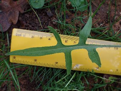 Sisymbrium orientale (1)
