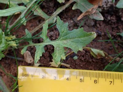 Sisymbrium orientale (2)