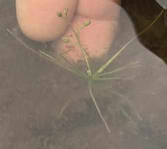 Subularia aquatica (1)