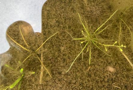 Subularia aquatica (2)