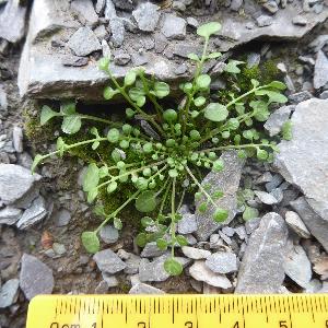 Teesdalia nudicaulis