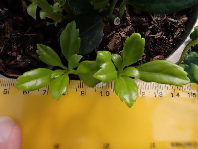 Pachysandra terminalis