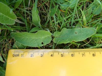 Campanula glomerata (1)