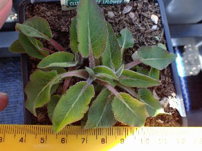 Campanula glomerata (2)