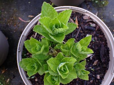 Campanula lactiflora