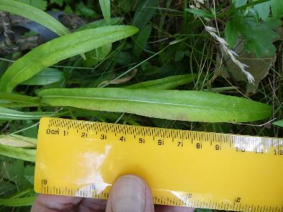 Campanula persicifolia