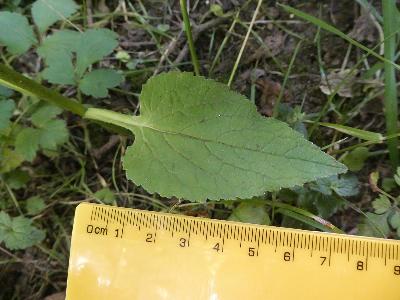 Campanula trachelium (1)