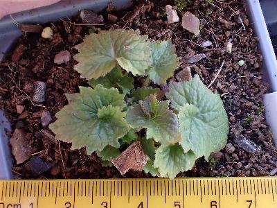 Campanula trachelium (2)