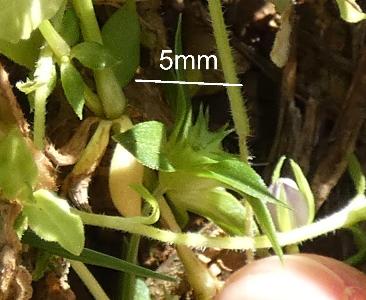 Legousia speculum-veneris