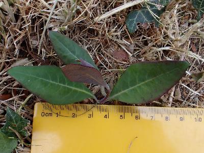 Lonicera caprifolium