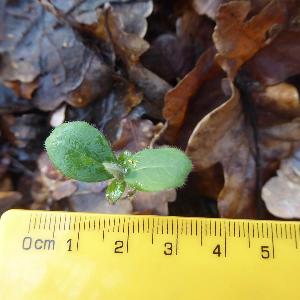 Lonicera periclymenum