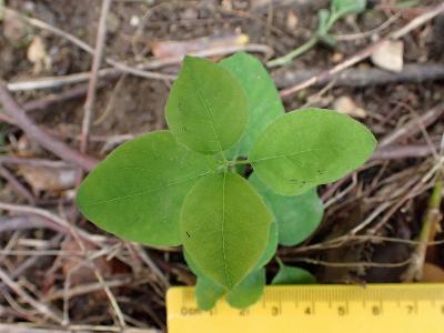 Symphoricarpos albus