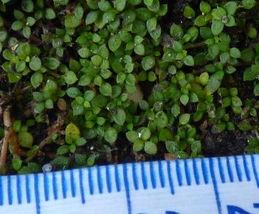 Arenaria balearica (1)