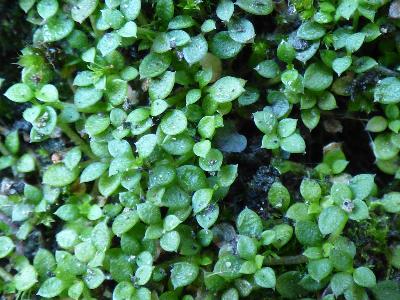 Arenaria balearica (2)