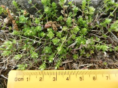 Arenaria serpyllifolia