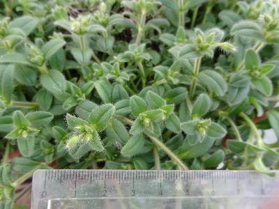 Cerastium brachypetalum