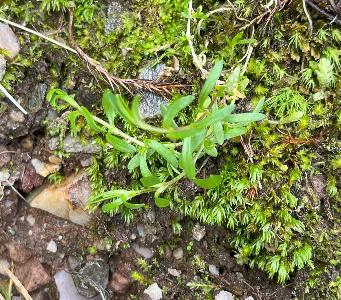 Cerastium cerastoides