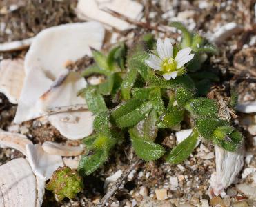 Cerastium diffisum