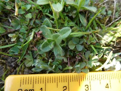 Cerastium glomeratum