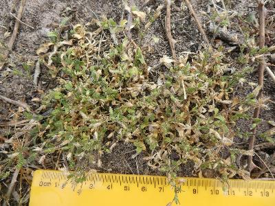 Cerastium semidecandrum