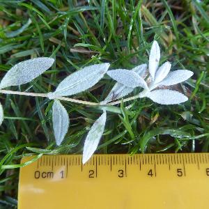 Cerastium tomentosum