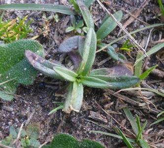 Dianthus armeria (3)