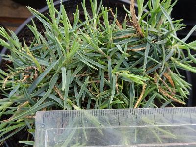 Dianthus gratianopolitanus