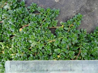 Herniaria ciliolata subsp ciliolata